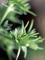 Scleranthus (Einjähriger Knäuel) - 15 gr. Globuli