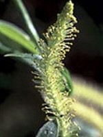 Willow (Gelbe Weide) - 15 gr. Globuli